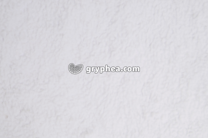 Stomates d'une feuille de Lierre - vue de la face supérieure (adaxiale) x25 - gryphea.org